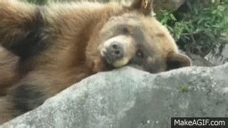 Bear Sleeping GIF - Bear Sleeping Tired - Discover & Share GIFs