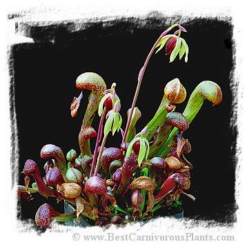 Darlingtonia californica {strong and hardy, UK clone} [BCP ID# S080] (30 seeds) | Best ...