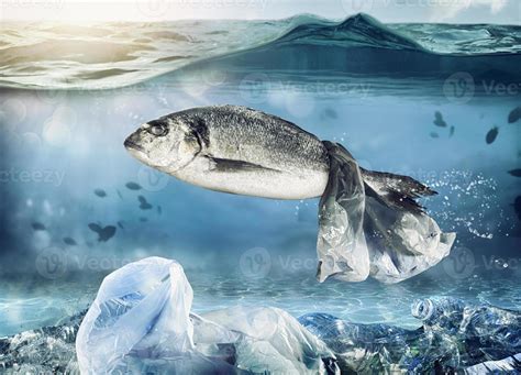 Fish Pollution Stock Photos, Images and Backgrounds for Free Download