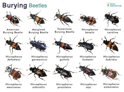 Burying Beetle – Identification, Life Cycle, Facts & Pictures