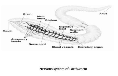 Earthworm morphology and anatomy - KeyCalc