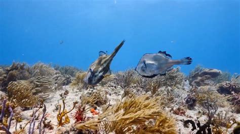 Filefish Species, All about these Caribbean Dive Buddies