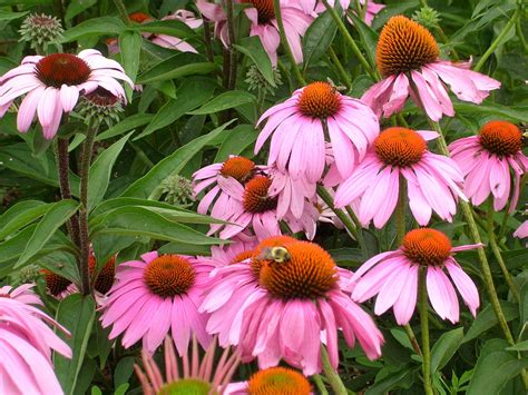 How to Grow: Echinacea-Growing and Caring for Echinacea | Echinacea ...