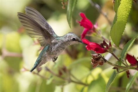 Humm baby! Attract hummingbirds to your home garden