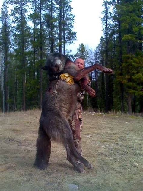 Yikes, another reason you should pack while hiking -- World Record Wolf ...