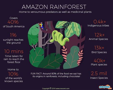 Amazon Rainforest Facts - Rainforest Kids Amazon Infographic Science Forest Earth Deforestation ...