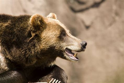 Grizzly Bear Teeth Stock Images - Download 1,033 Royalty Free Photos