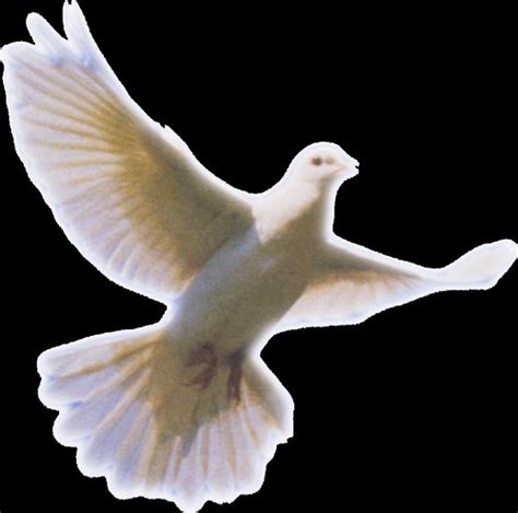 white dove snip | white dove | Ian Burt | Flickr