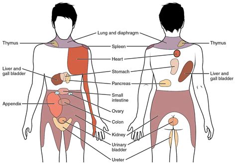 7 Unexpected Causes of Back Pain - Element Chiropractic