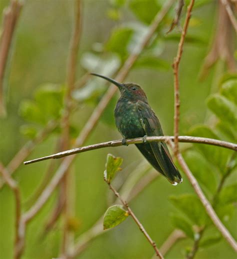 Jamaican Hummingbird Photograph by Larry Pegram