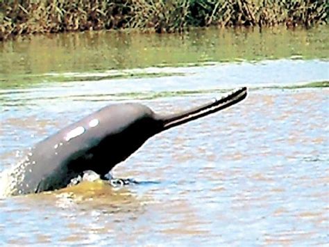 Ganges River Dolphin – "OCEAN TREASURES" Memorial Library