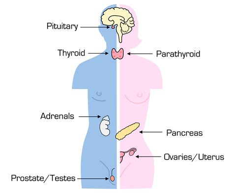 Endocrine Sys System Diagram Labeled