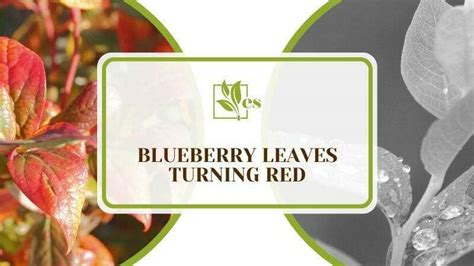 Blueberry Leaves Turning Red: A Show of Beauty or Cause for Concern ...