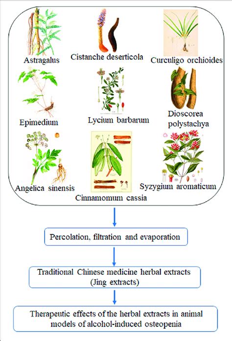 | Traditional Chinese medicine herbal extracts (Jing extracts) and ...