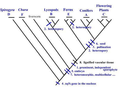 Biology 332 | Vascular Plant Diversity | Exam Key