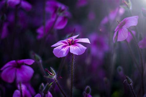 Purple Flowers Wallpaper,HD Flowers Wallpapers,4k Wallpapers,Images,Backgrounds,Photos and Pictures