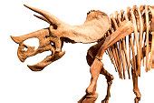 Free picture: dinosaur, skeleton, bone, fossil, museum, dinosaur, triceratops