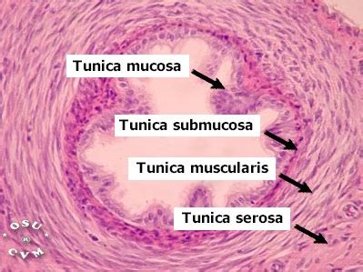 Oviduct Histology - Oviduct (labels) - histology slide