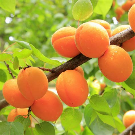 Apricot tree - growing, caring for and harvesting juicy apricots