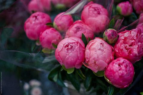 Bouquet Of Dark Pink Peonies At Street Vendor In Paris | Stocksy United