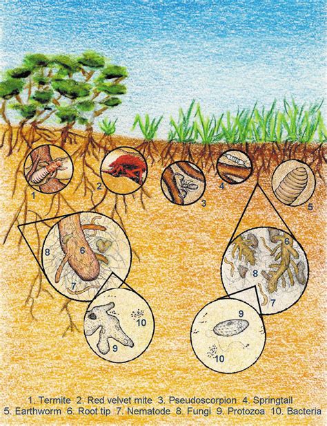 What are soil biota and what do they do?