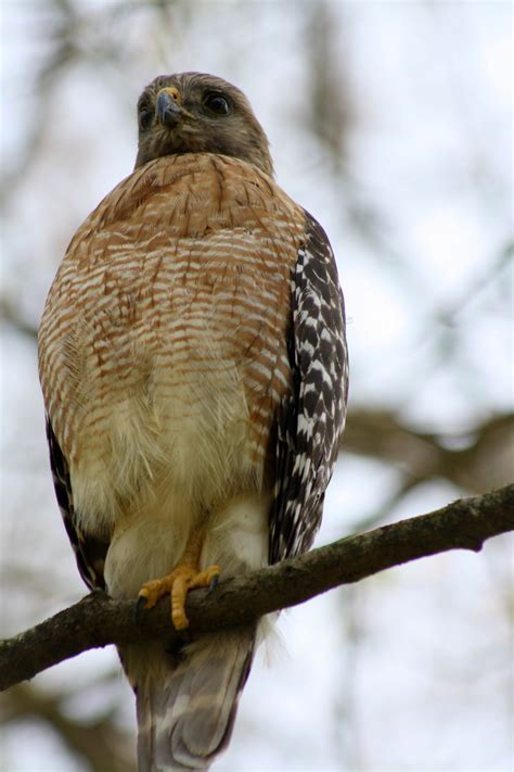 Red Shouldered Hawk sitting in a tree image - Free stock photo - Public Domain photo - CC0 Images