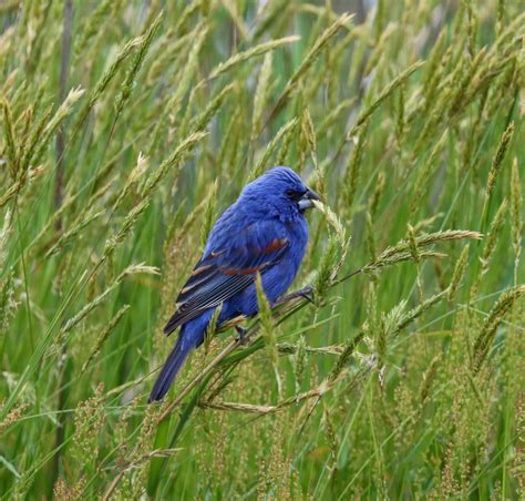 Bird Photography at Bombay Hook — Amy Roberts Photography