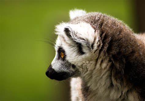 From Lemurs of Madagascar in Wallpaper Wizard — HD Desktop Background With lemur on green background