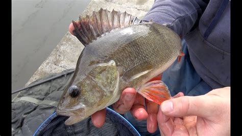 Perch Fishing Rigs, Tips & Tactics - YouTube