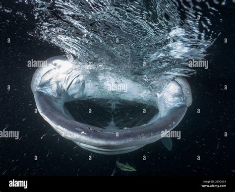 feeding Whale Shark Stock Photo - Alamy