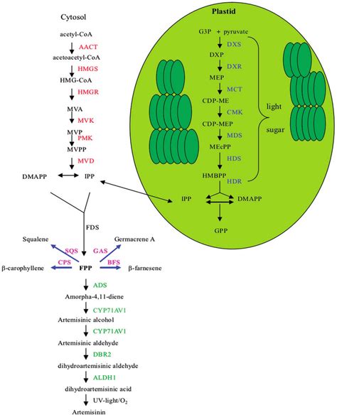 Isoprenoid biosynthetic pathways in Artemisia annua. The mevalonate... | Download Scientific Diagram