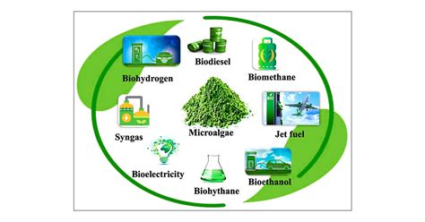 “Exploring Algal Residue: Uncovering Its Potential Benefits” | by Nikita Chauhan | Medium