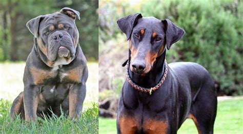 Doberman Bulldog Mix