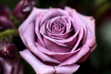 Lavender Rose Up Close Flower Free Stock Photo - Public Domain Pictures