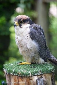 The Hawk Conservancy – Creative Splurges