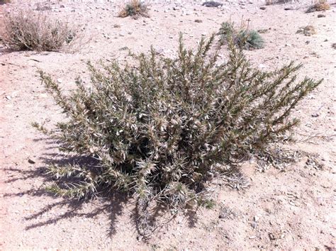 Astragalus armatus (Plants of Saudi Arabia) · iNaturalist