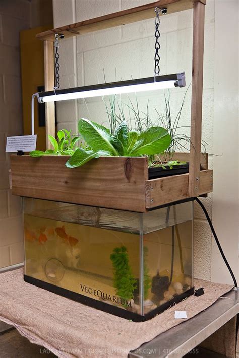 Vegequarium a compact indoor aquaponics system with plants and fish in a closed loop. Aquaponics ...