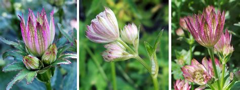 Astrantia, Astrantia major – Wisconsin Horticulture