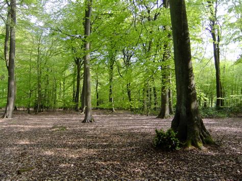 Beech woodland in April, Nettlebed Woods © Stefan Czapski cc-by-sa/2.0 :: Geograph Britain and ...