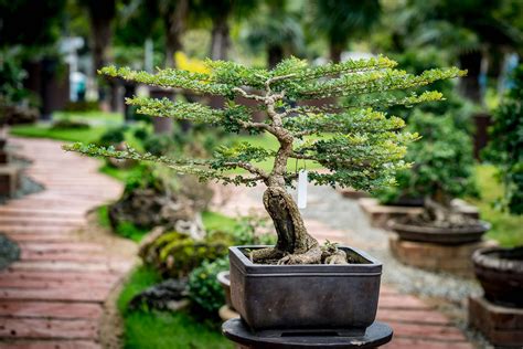 MVCA showcases miniature Bonsai trees | My Little Falls