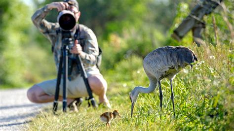 Bird Photography Tips: How to Get Close to Birds Without Disturbing Them | All About Birds