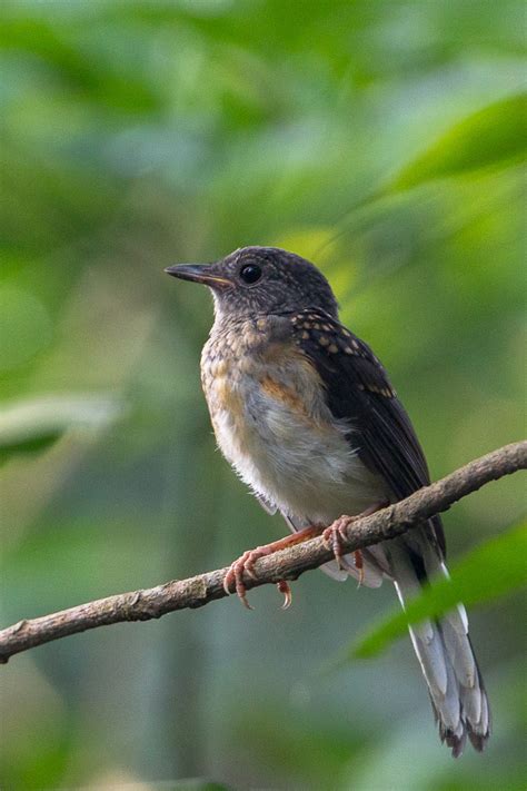 White-rumped Shama – Singapore Birds Project