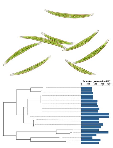 Size matters: Genome size dynamics driven by copy number variation in a green alga