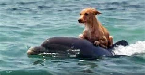 Dog Falls Into Canal And Starts To Drown, Until Group Of Dolphins Saves Him In Incredible Manner