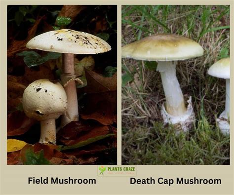 Death Cap Vs Field Mushroom: Key Differences For Safety