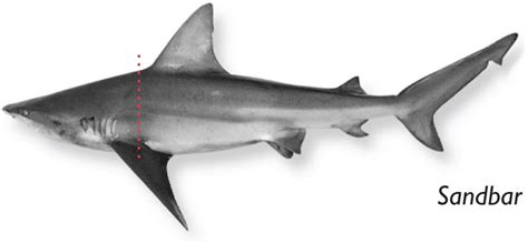 Prohibited Shark Species — Texas Parks & Wildlife Department