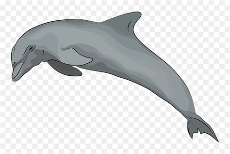 Dolphin Drawing, Baby Dolphin s, marine Mammal, mammal, bottlenose ...