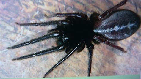 Doris the giant tube web spider keeps Whitstable conservatory pest-free by eating false widows