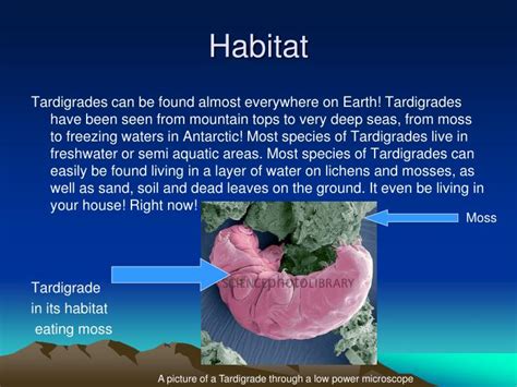 PPT - Tardigrades PowerPoint Presentation - ID:3135692