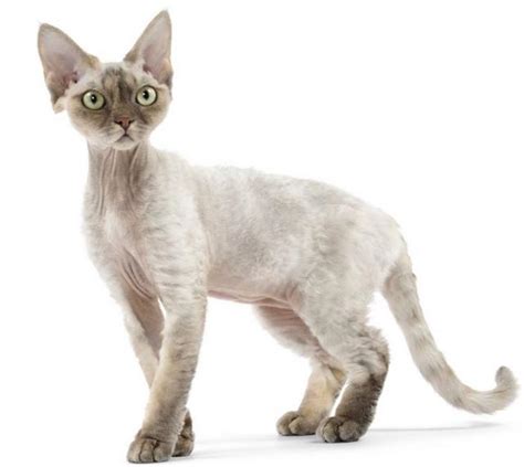 Skinny cats picture of Devon Rex kitten.JPG